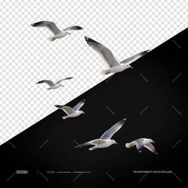 Seagulls With Spread Wings PNG