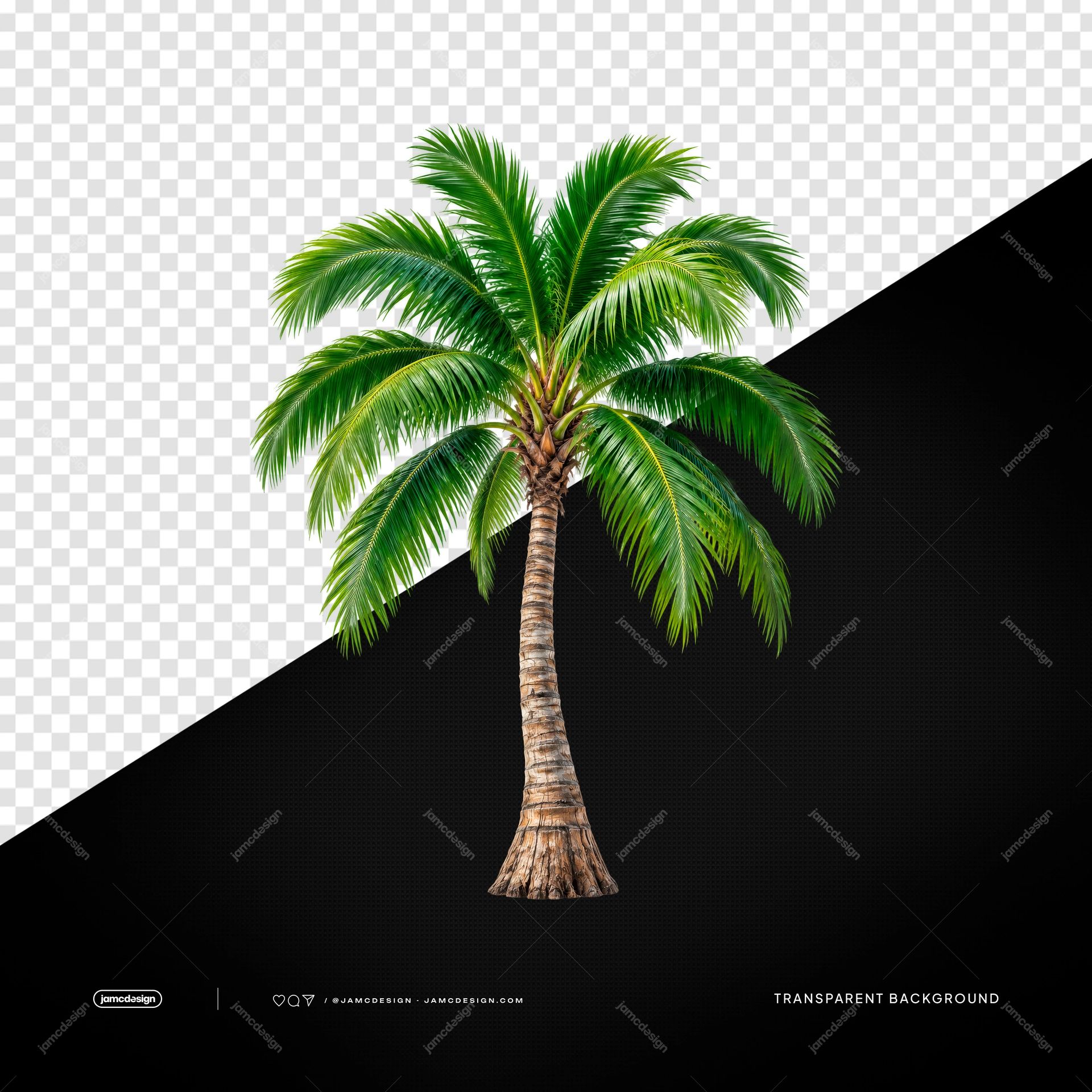 Tropical Palm Tree With Curved Trunk PNG. Download this photorealistic PNG transparent object featuring a tall palm tree with a textured curved trunk