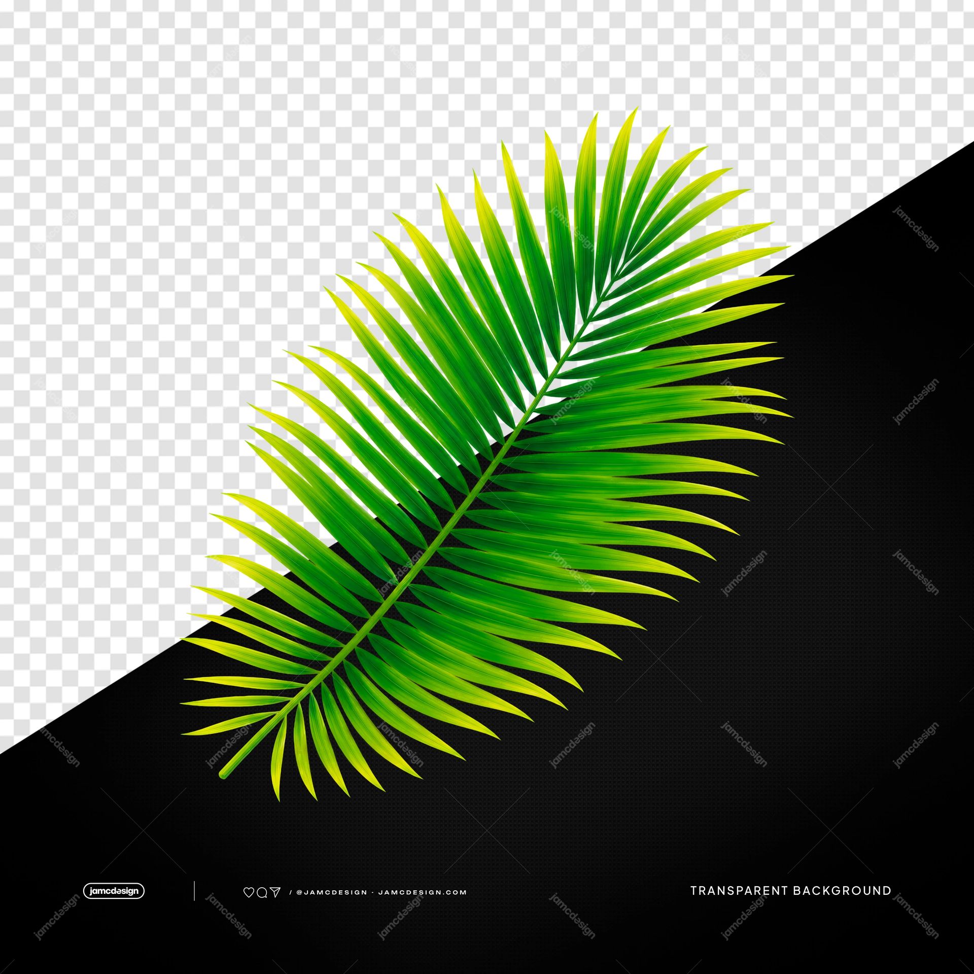 Hoja De Palma Tropical Verde Con Follaje De Fronda Luminosa PNG Transparente. Hoja de palma tropical verde suministrada como objeto transparente en PNG