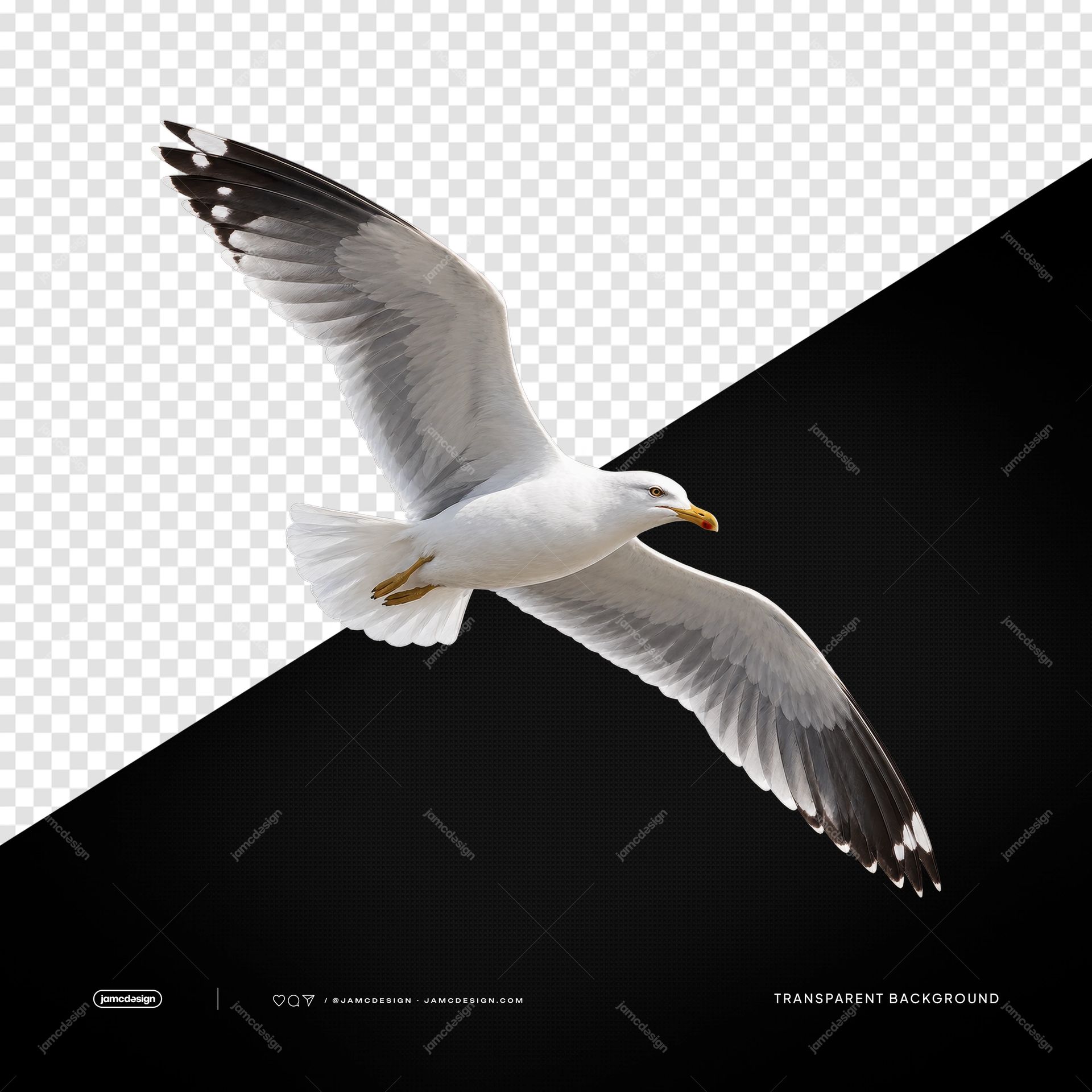 Seagull With Wings Spread PNG. A realistic PNG transparent object shows a white seagull soaring in side profile, its wings fully spread and feather tips dark