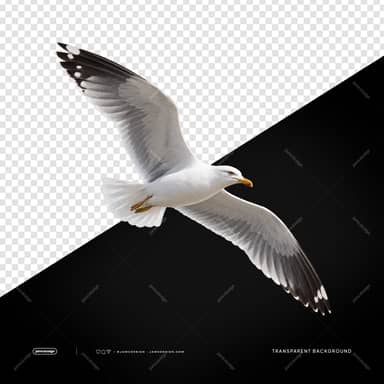 Seagull With Wings Spread PNG
