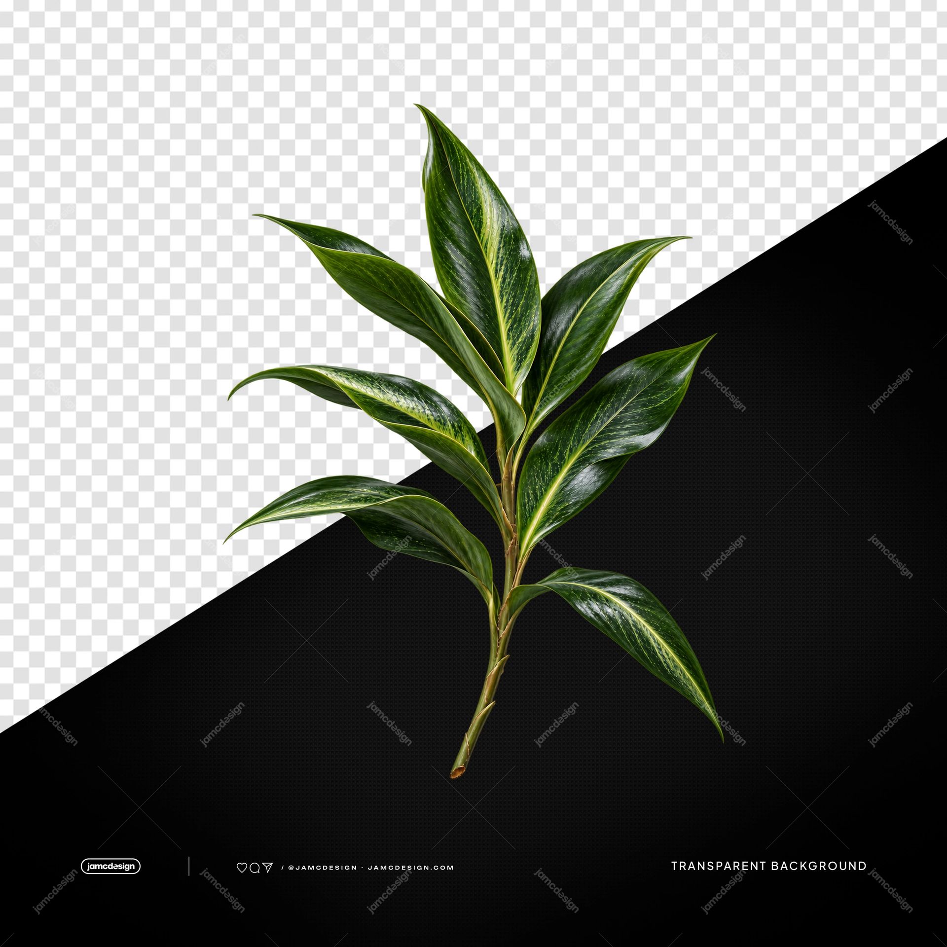 Tall Variegated Tropical Plant Stem PNG. This PNG transparent object shows a tall variegated tropical plant stem with glossy green leaves and pale central