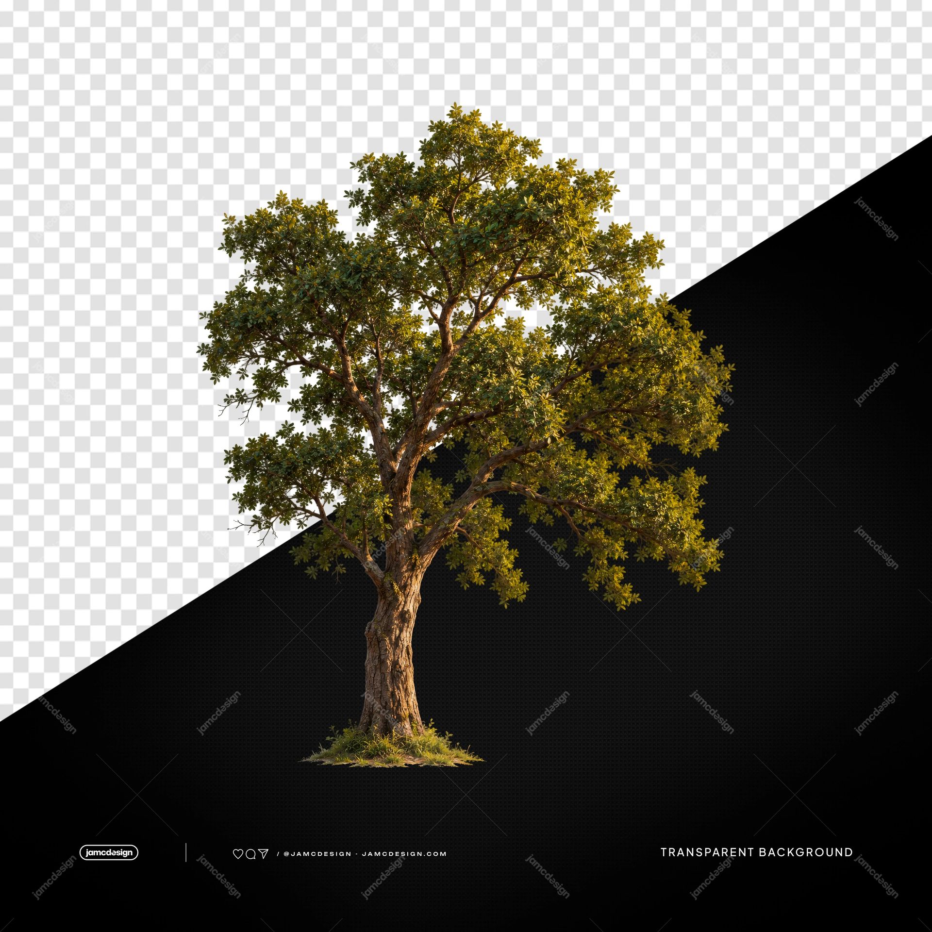 Realistic Green Tree PNG. This realistic PNG transparent object shows a leafy tree with a branching brown trunk and dense green foliage