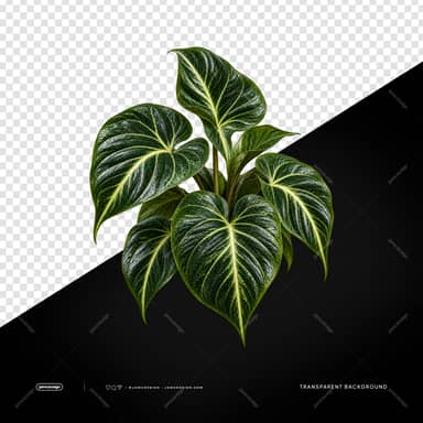 Variegated Heart Leaf Tropical Plant PNG