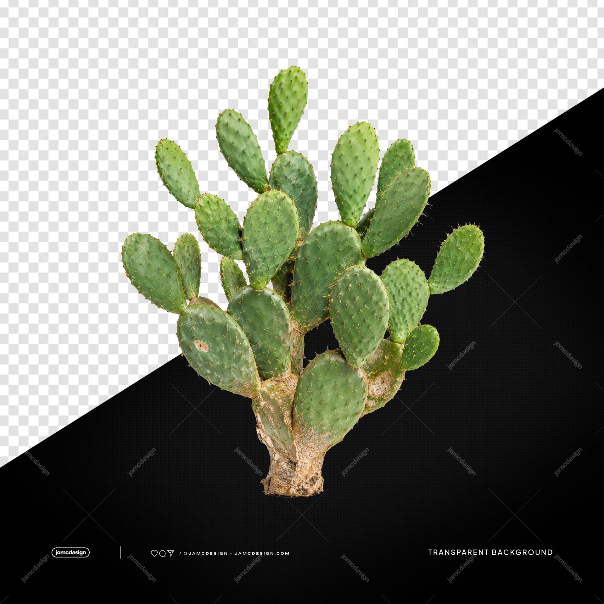 Large Mature Nopal Cactus PNG Transparent Background. Photorealistic PNG of a mature nopal cactus supplied as a transparent object