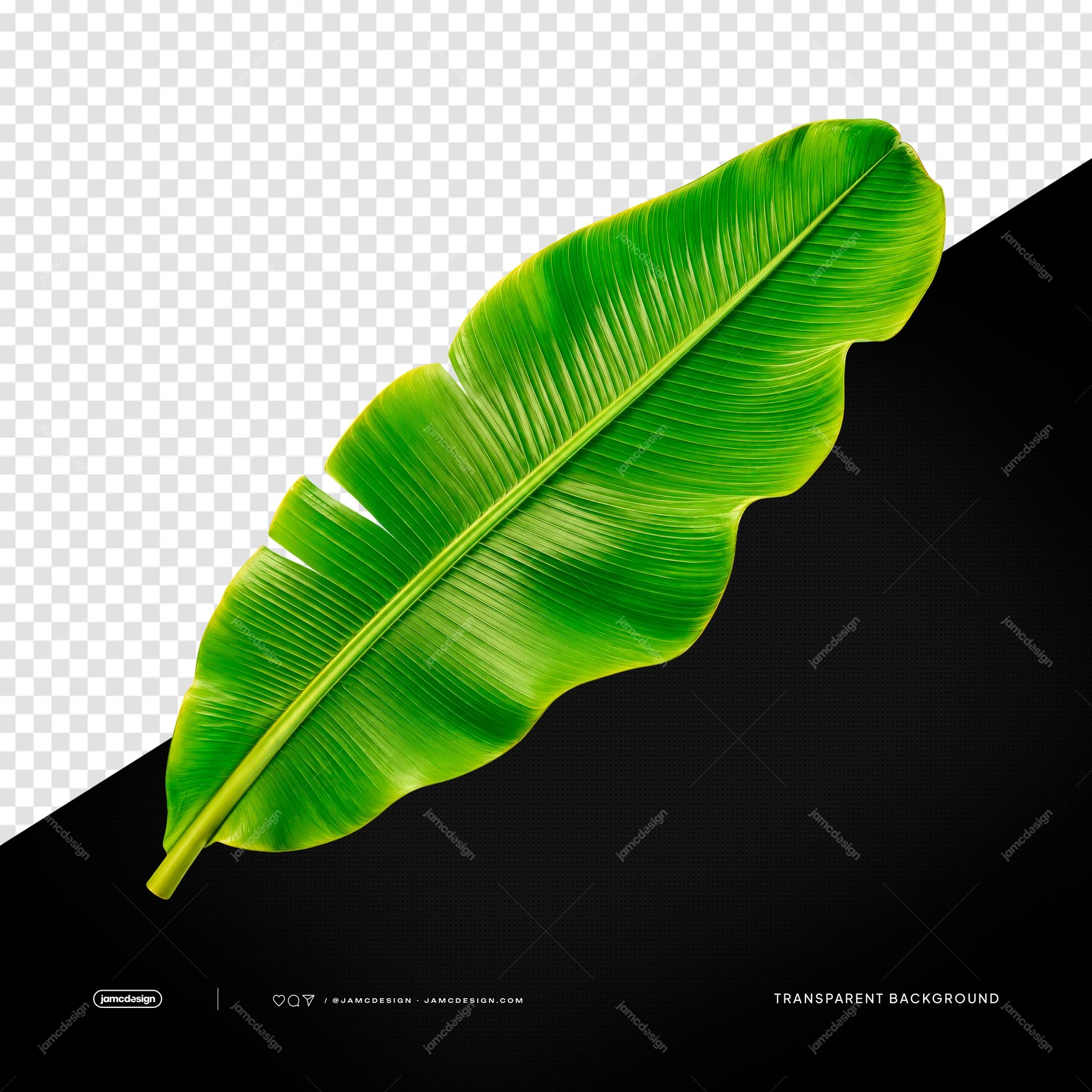 Hoja De Plátano Verde Tropical Con Naturaleza Vibrante PNG Transparente. Objeto PNG transparente con una sola hoja de plátano de color verde intenso