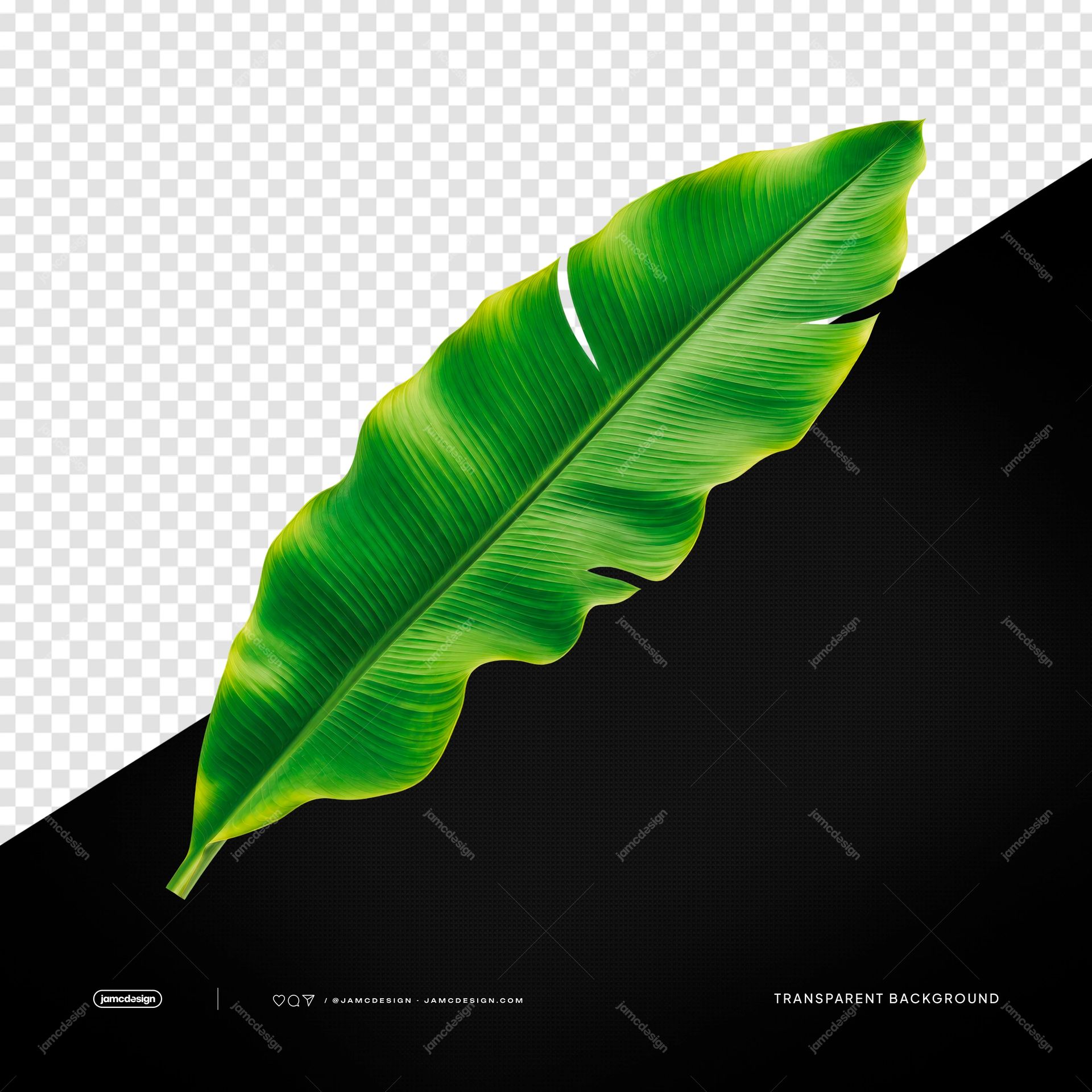 Hoja De Platanera Tropical Curvada En Verde Intenso PNG Transparente. Objeto realista en PNG transparente con una hoja de platanera tropical curvada en verde