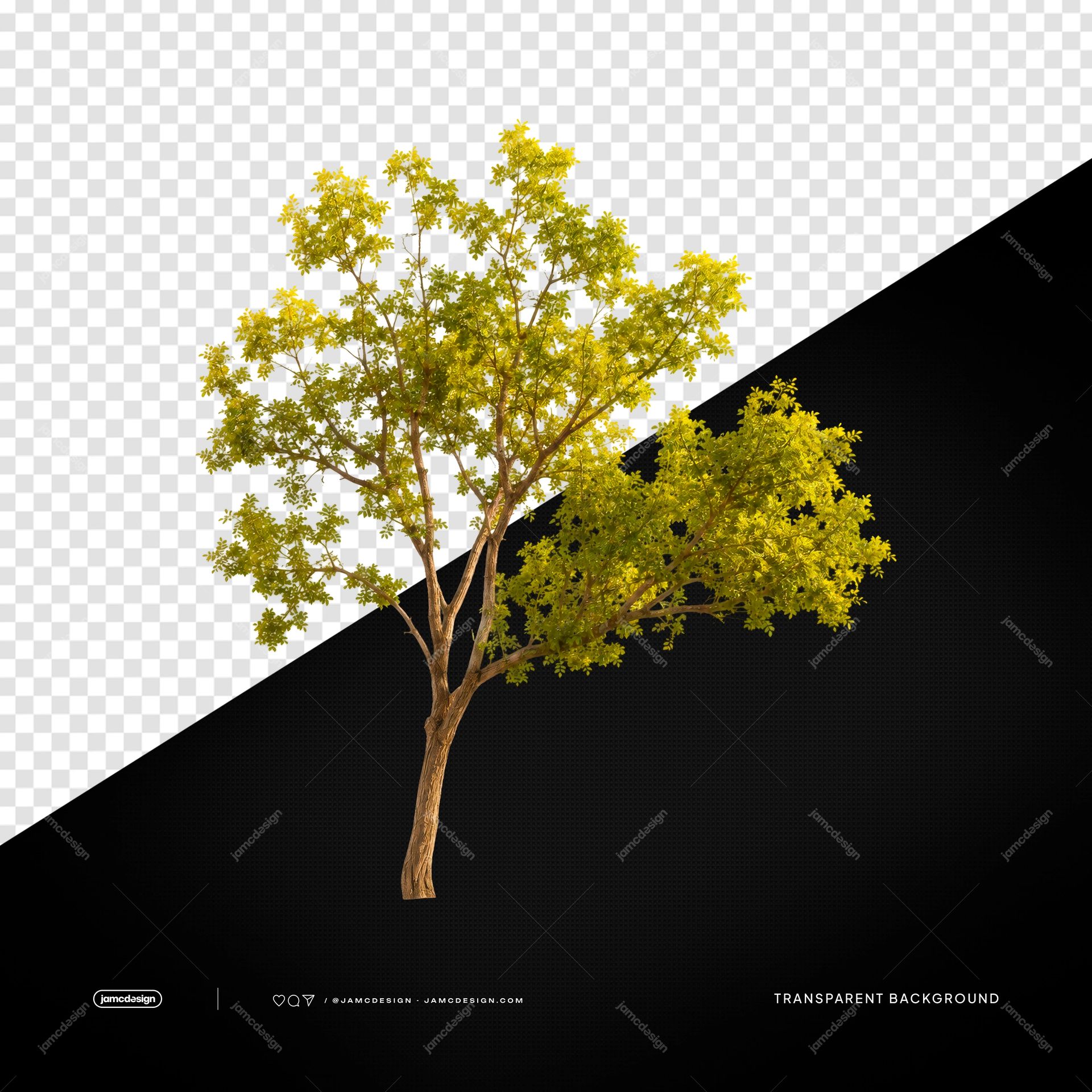 Tall Green Tree With Slender Trunk Yellow Foliage PNG Transparent. PNG transparent object showing a tall tree with a slender brown trunk and dense yellow green