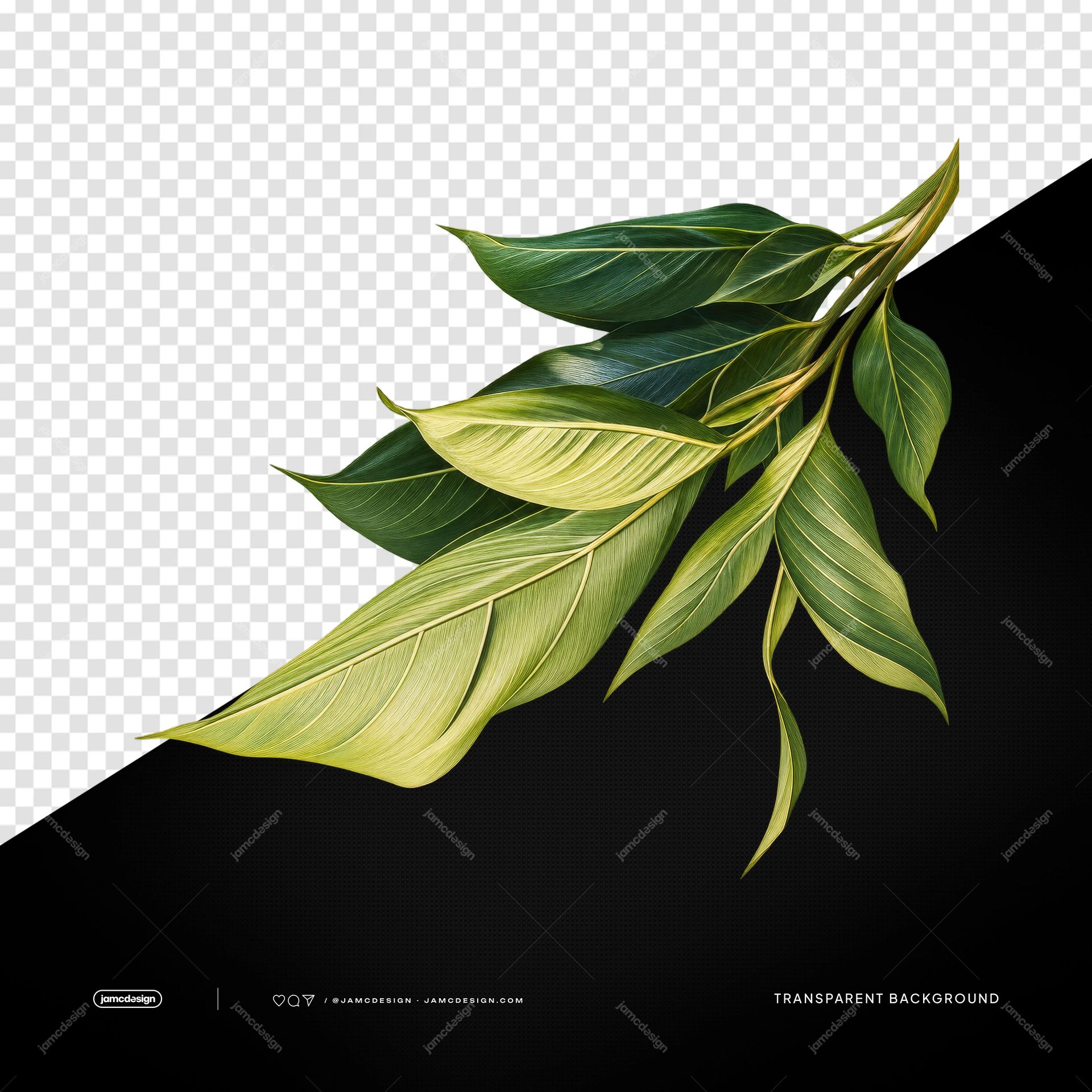 Tropical Leaf Branch With Long Leaves PNG. This PNG transparent object features a realistic branch of long green leaves, with layered foliage and fine veins