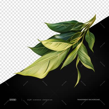 Tropical Leaf Branch With Long Leaves PNG