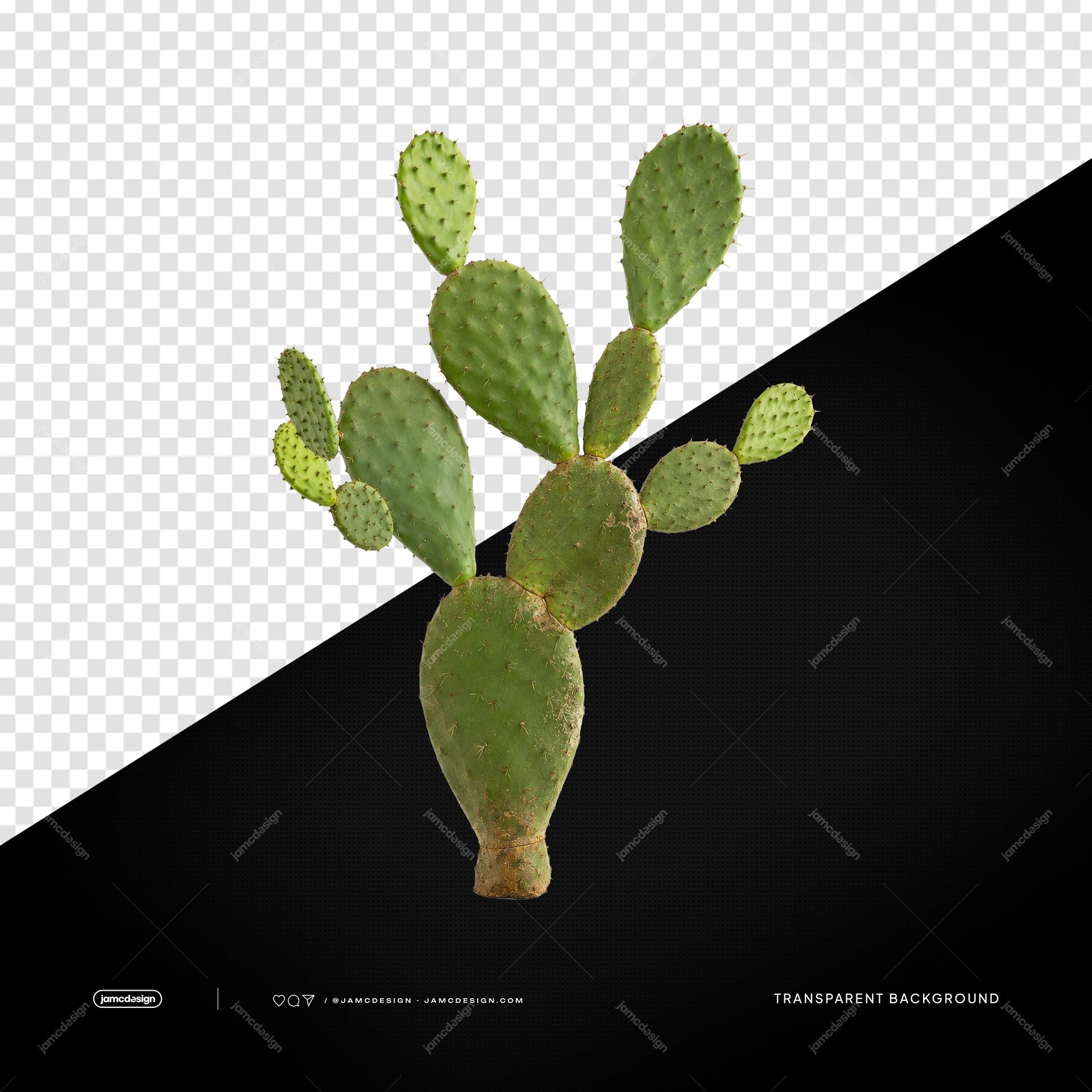 Realistic Green Opuntia Cactus PNG Transparent Background. Realistic green opuntia cactus supplied as a PNG cutout with a transparent background