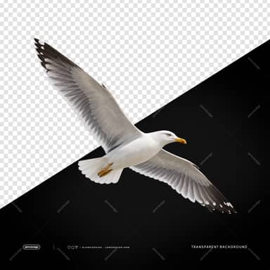 White Seagull In Flight PNG