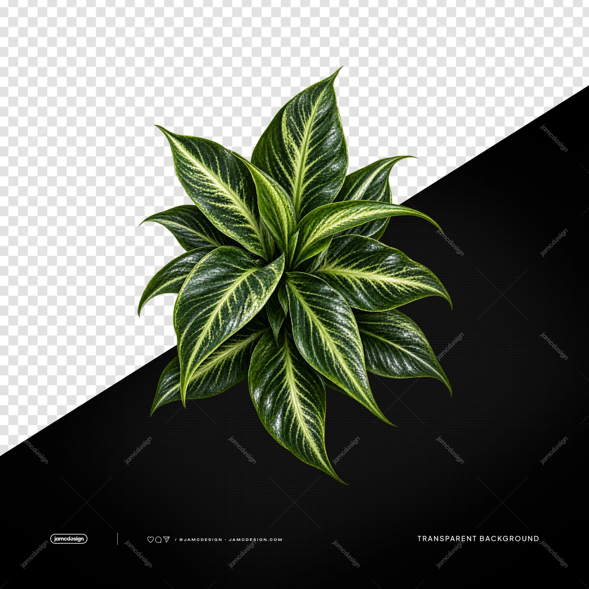 Glossy Variegated Plant PNG. Download this PNG transparent object featuring a compact variegated tropical plant with glossy green leaves and pale veins