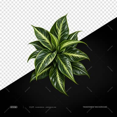 Glossy Variegated Plant PNG