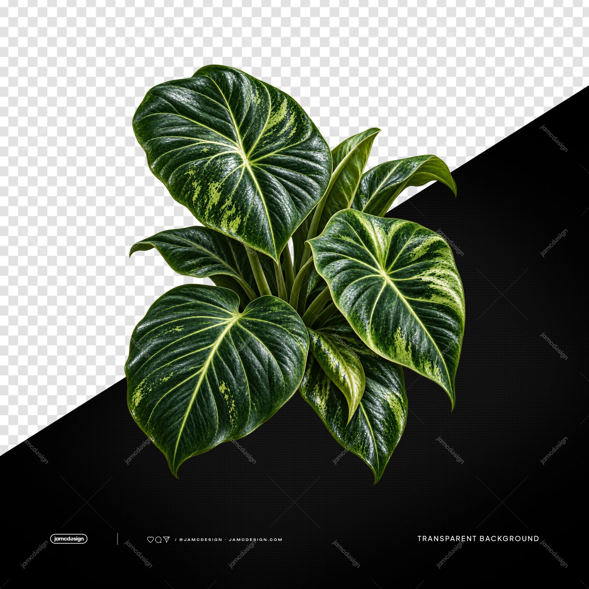 Variegated Tropical Plant With Broad Leaves PNG. Download this PNG transparent object featuring a realistic tropical plant with broad glossy leaves and yellow