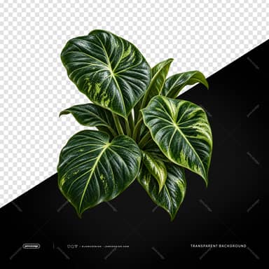Variegated Tropical Plant With Broad Leaves PNG