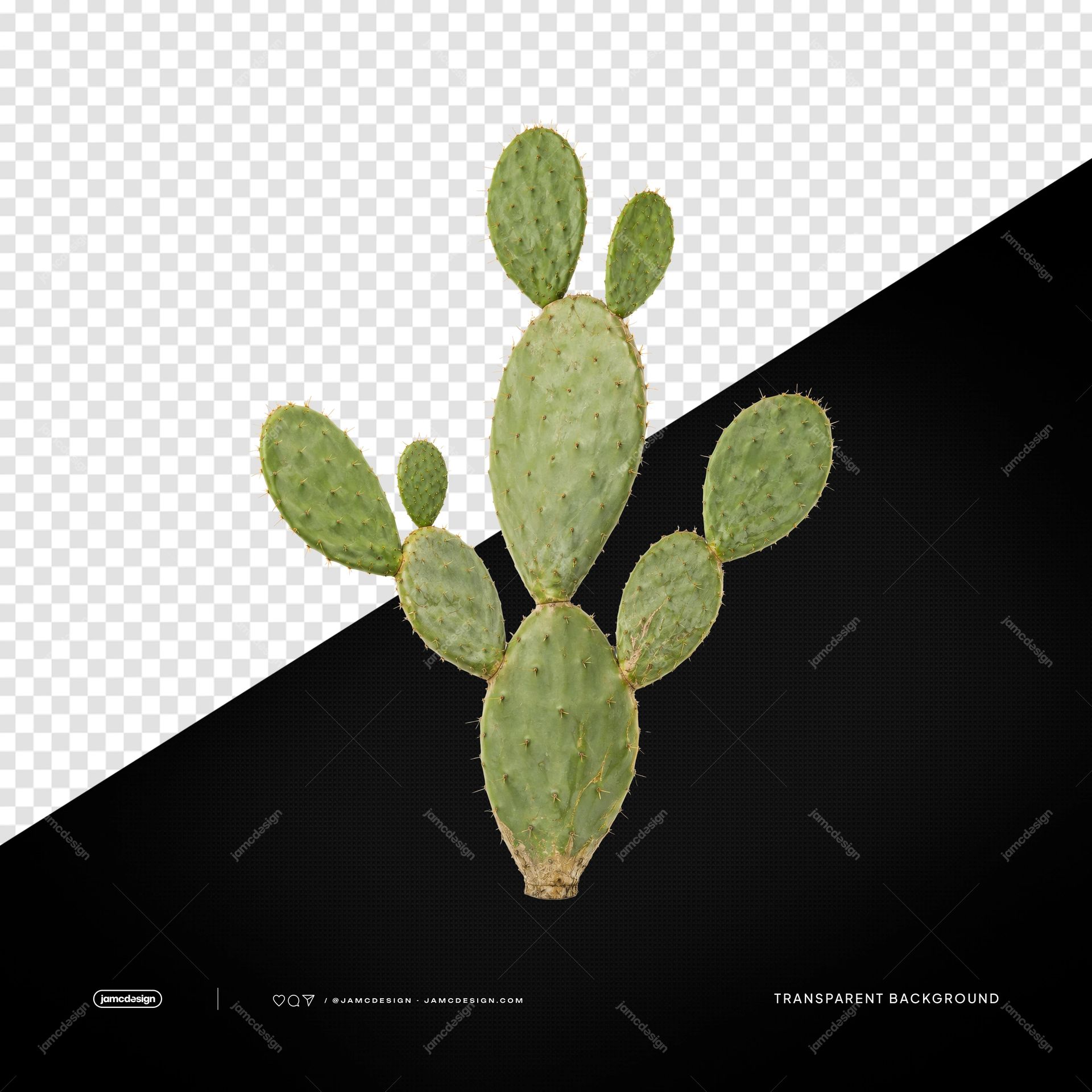 Natural Branched Nopal Cactus PNG Transparent Background. Green branched nopal cactus supplied as a transparent PNG object