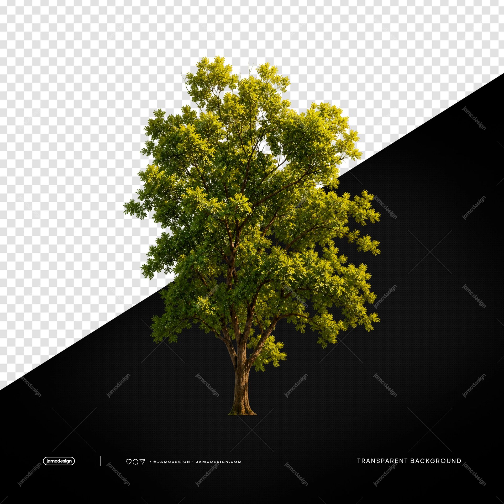Spreading Green Tree With Natural Branches PNG Transparent. A realistic PNG transparent object showing a spreading green tree with a branching trunk and dense