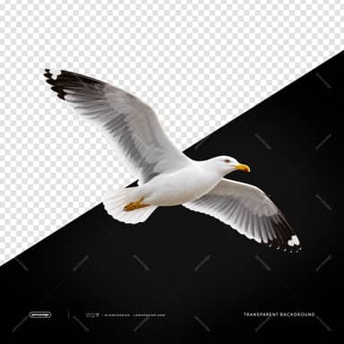 Flying Seagull With Extended Wings PNG