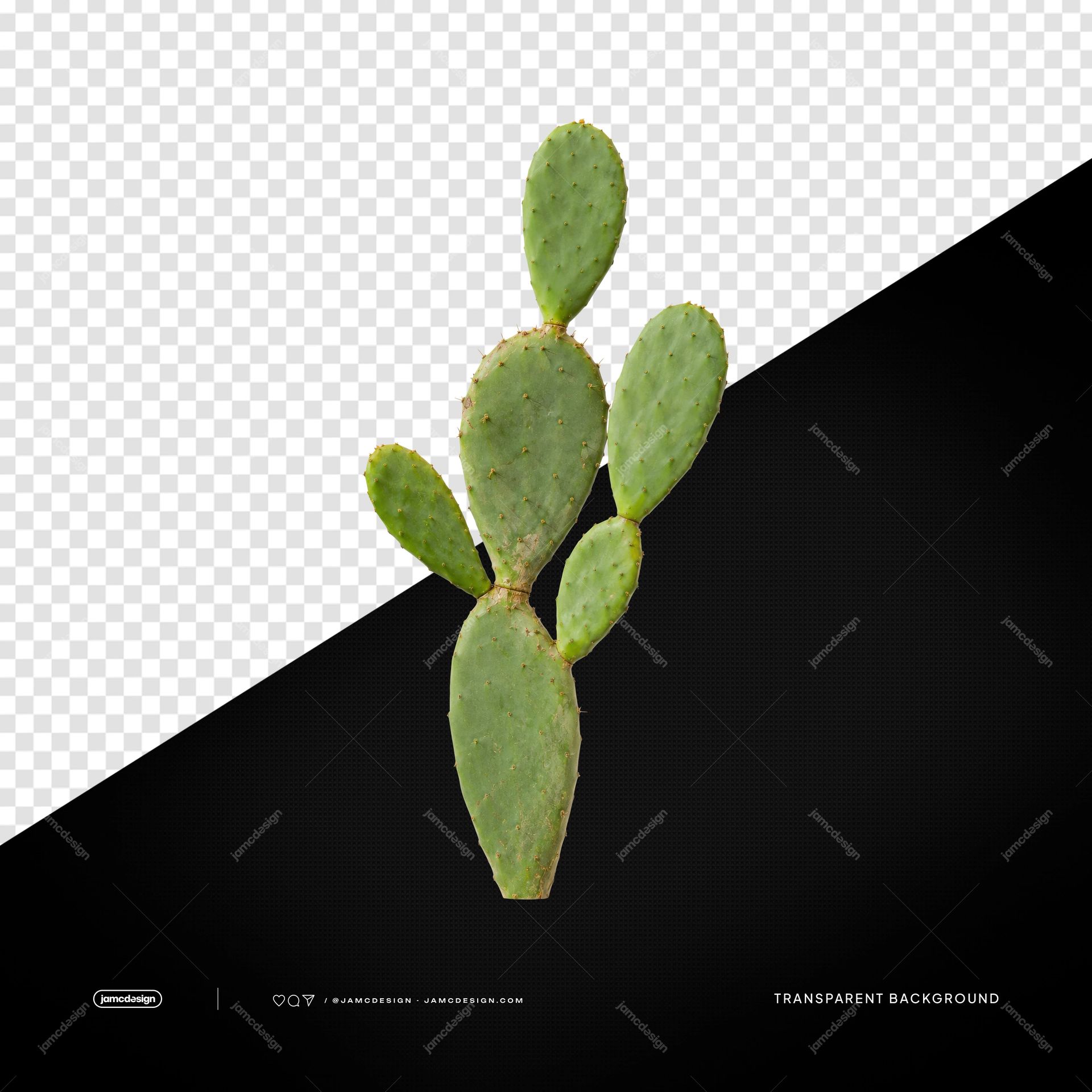 Realistic Tall Prickly Pear Cactus PNG Transparent Background. Realistic prickly pear cactus supplied as a transparent PNG object