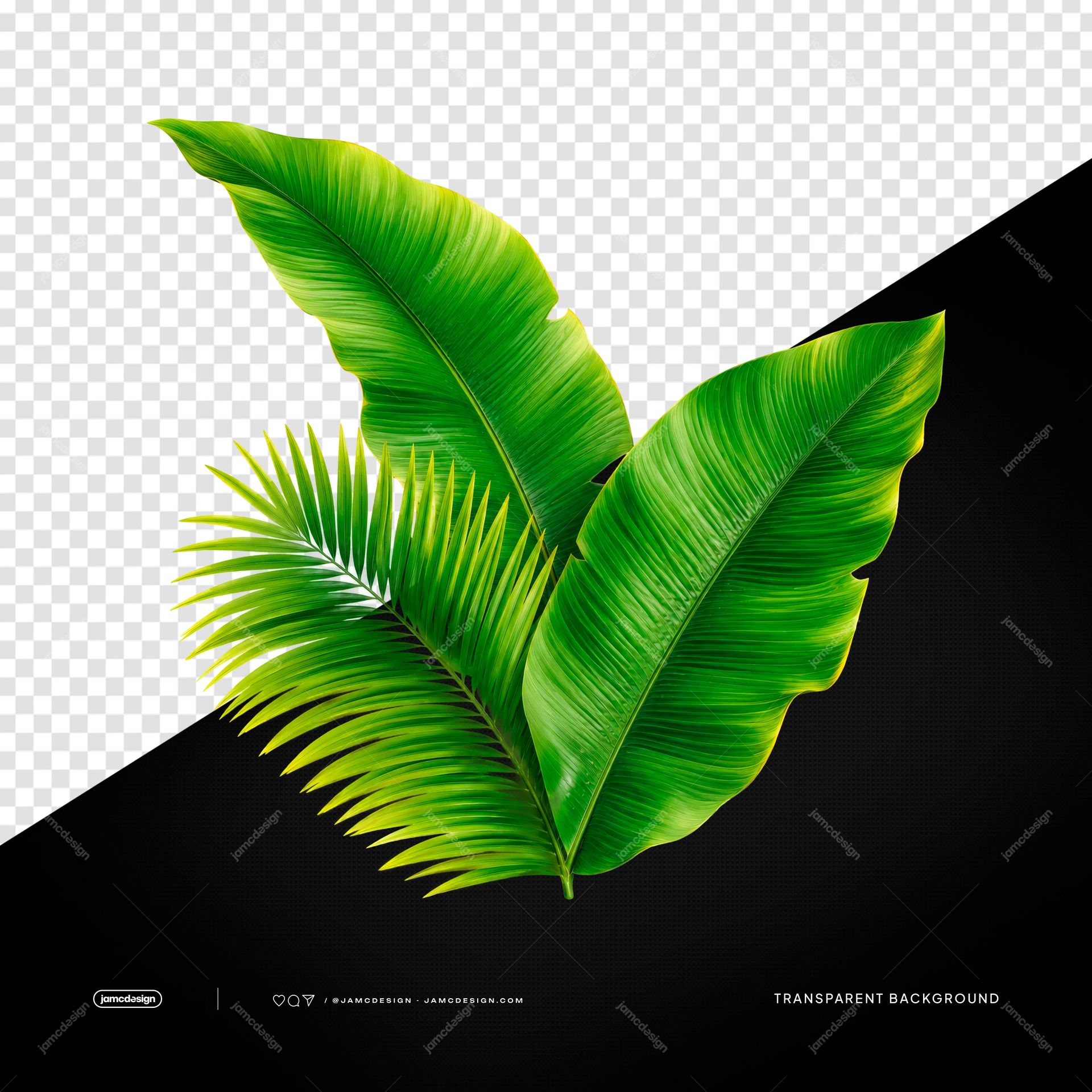 Hojas Tropicales Verdes Exuberantes De Palmera Botánica PNG Transparente. Follaje botánico realista en PNG transparente