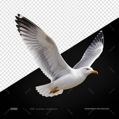 White Seagull In Flight With Raised Wings PNG