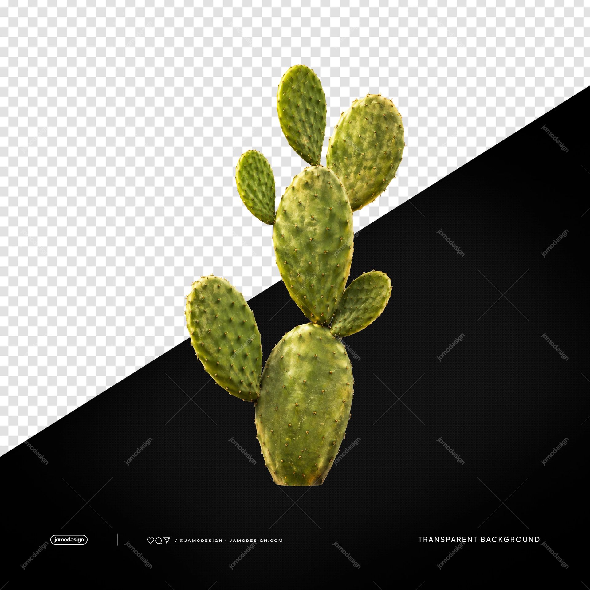 Natural Opuntia Cactus Branch PNG Transparent Background. Green opuntia cactus branch supplied as a PNG transparent object