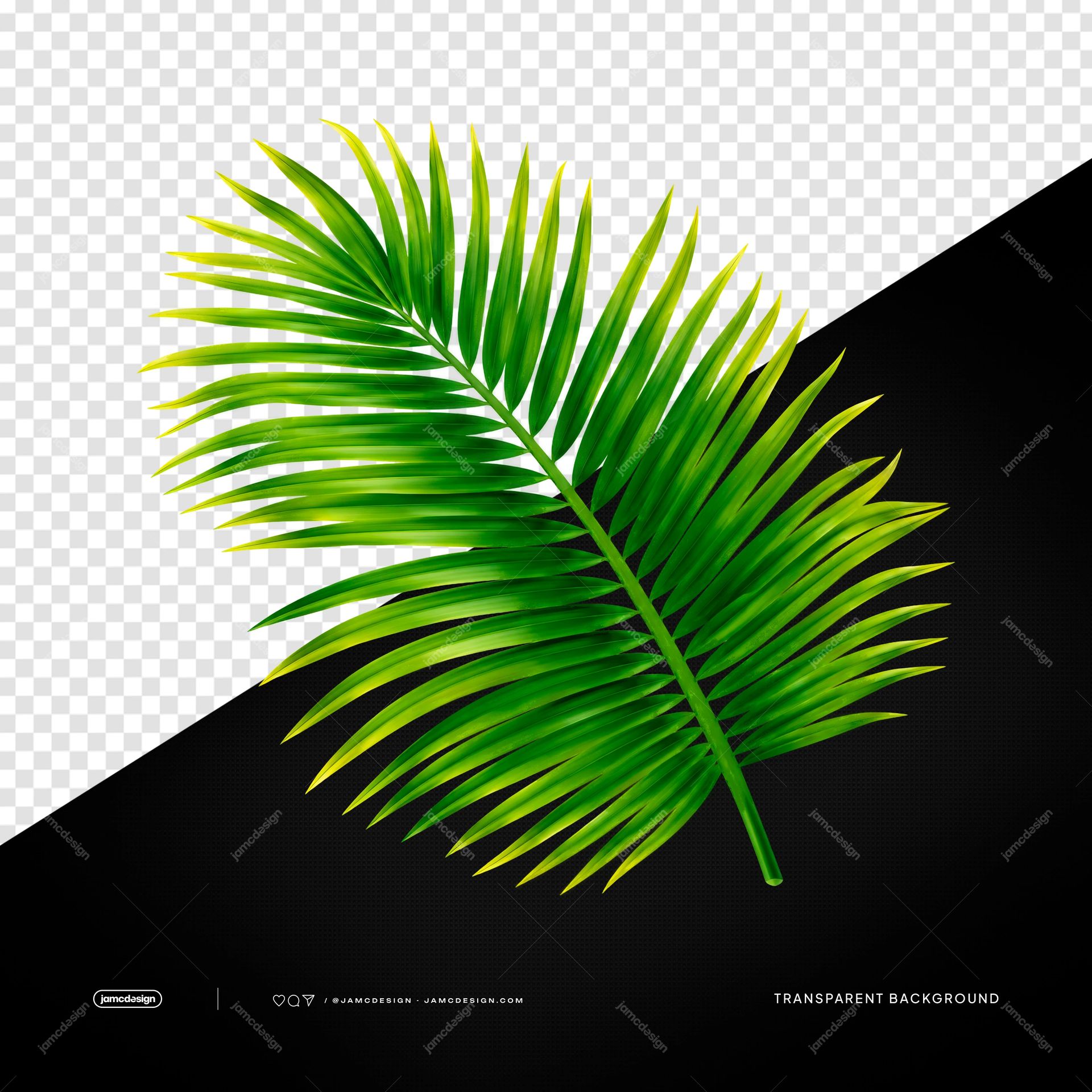Fronda De Palmera Tropical Verde Con Hojas De Esmeralda PNG Transparente. Fronda verde de palmera tropical suministrada como objeto PNG transparente