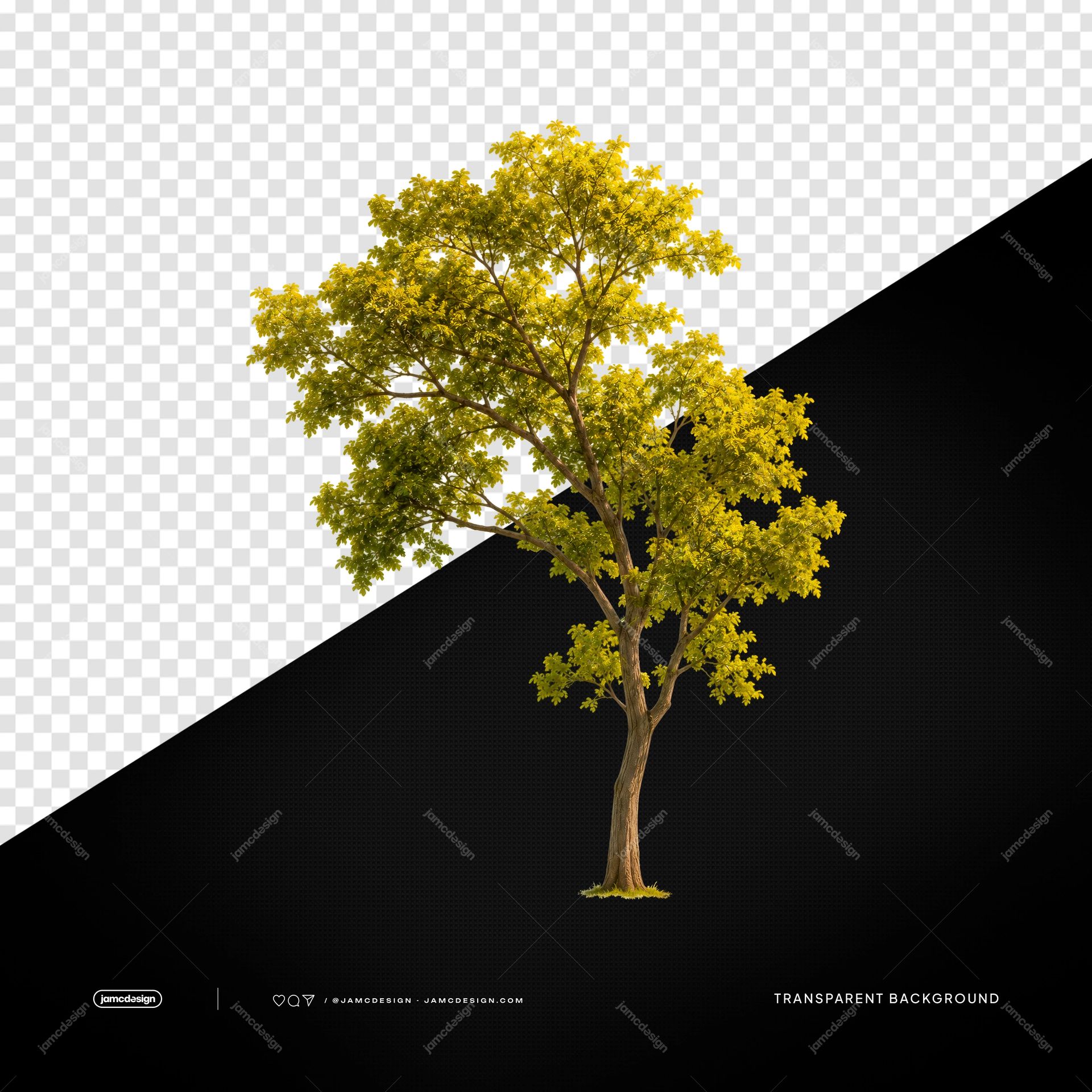 Mature Green Tree With Natural Crown PNG Transparent. Realistic PNG transparent object featuring a mature green tree with a broad natural crown and visible