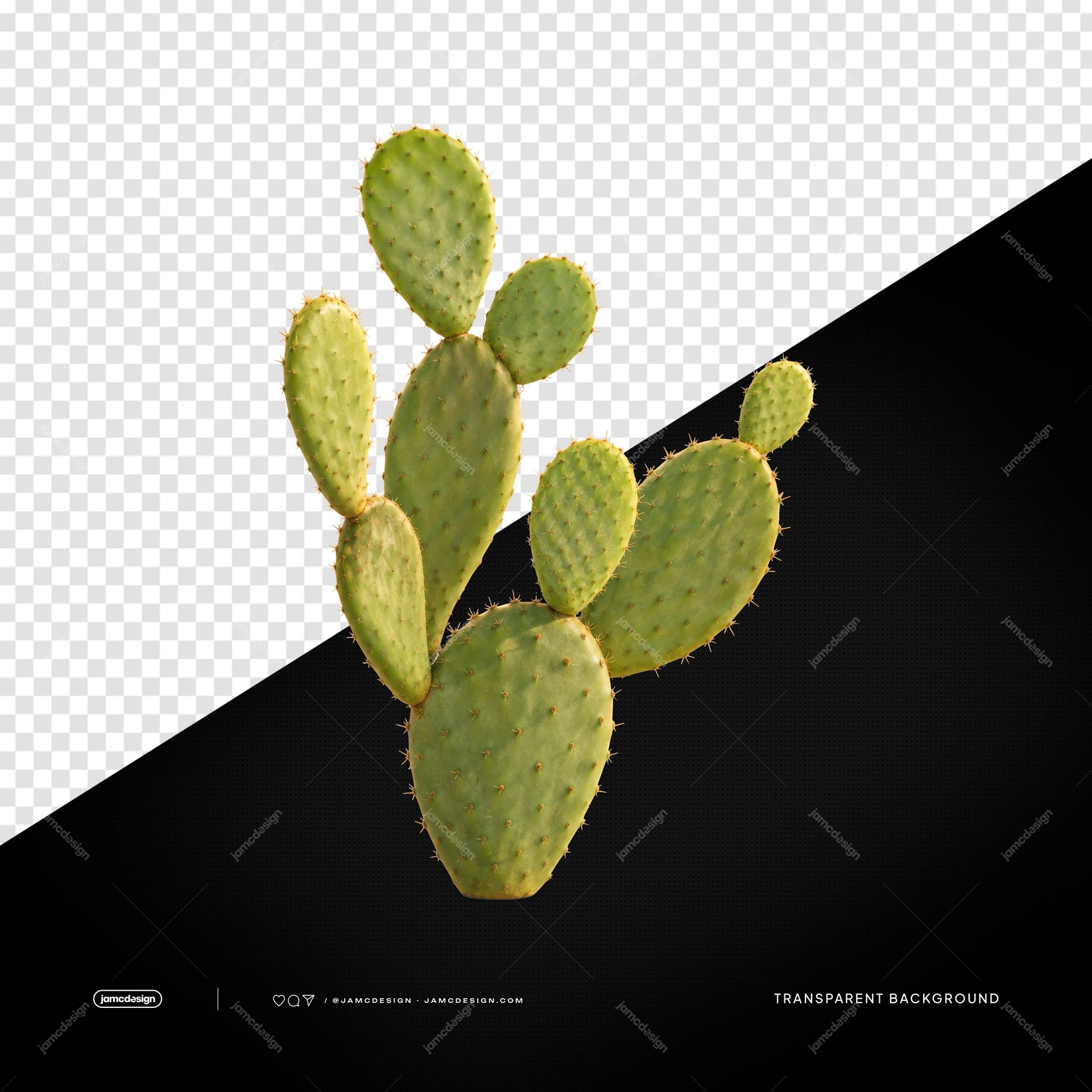Realistic Prickly Pear Cactus Plant PNG Transparent Background. Realistic prickly pear cactus supplied as a PNG transparent object